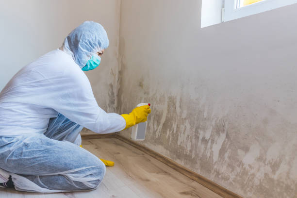 Licensed Basement Mold Remediation service in Nottingham, MD - WQB Mold Removal